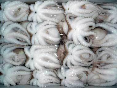 frozen-whole-baby-octopus-500x500