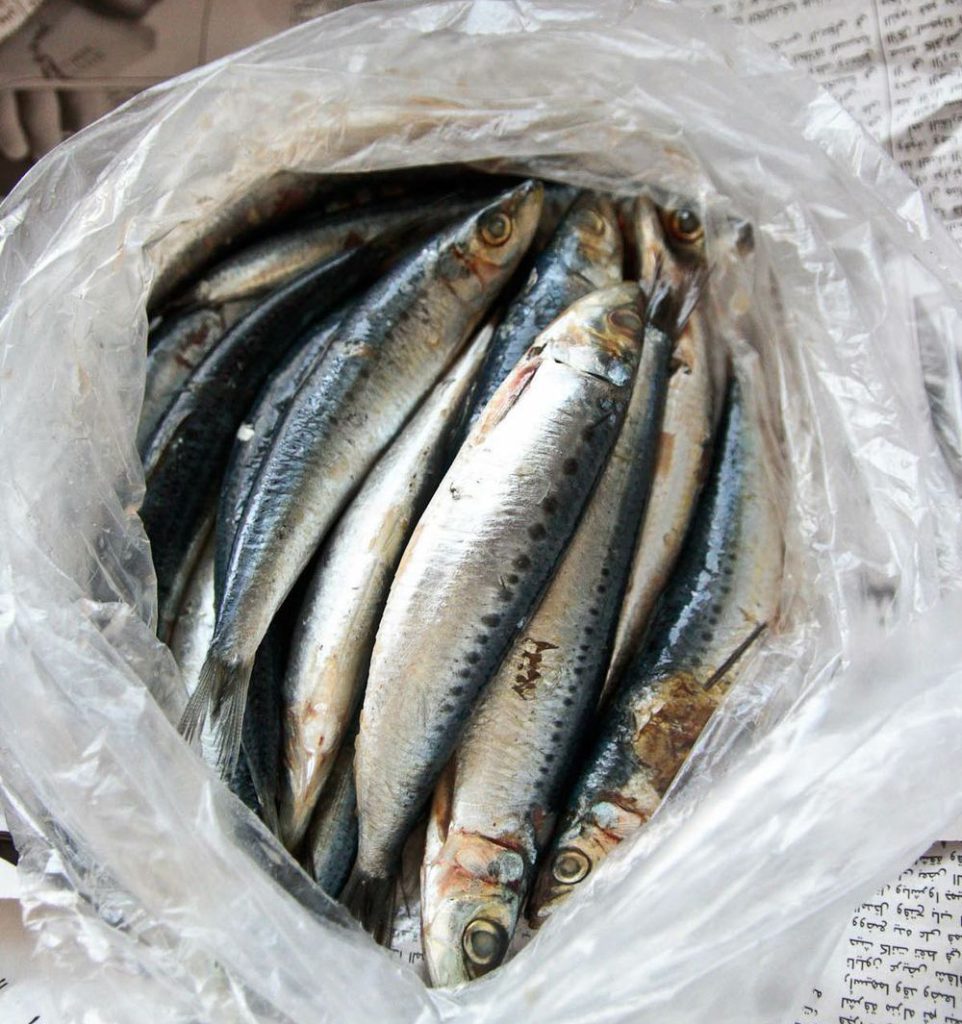 Sardines Frozen 1kg Sea Catch Sardine Driftbasket